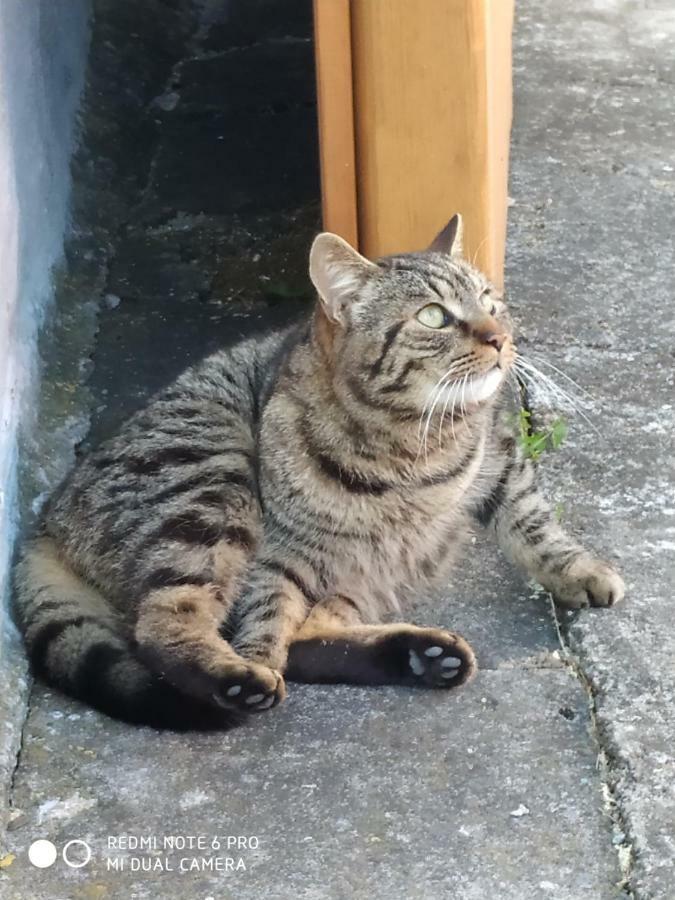 Ubytovani Ve Stodole Stráž nad Nežárkou Exterior foto